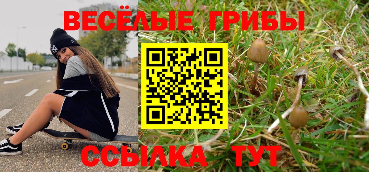 Галлюциногенные грибы Psilocybe Северобайкальск